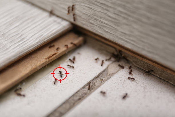 Trusted Richmond, MN Pest Control Experts